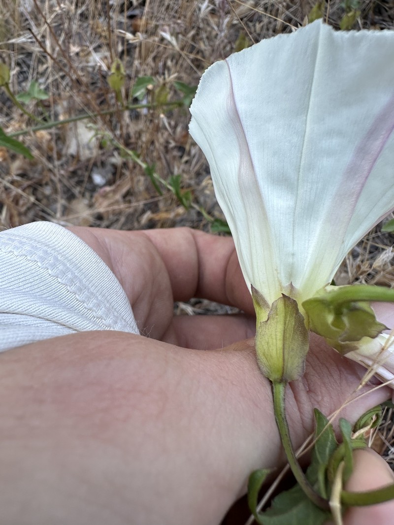 Calystegia macrostegia subsp. intermedia photo 7