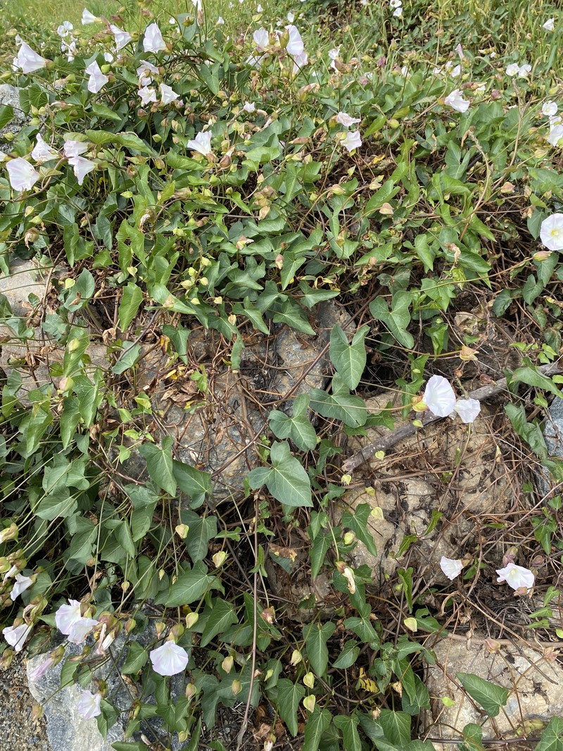 Calystegia macrostegia subsp. macrostegia
