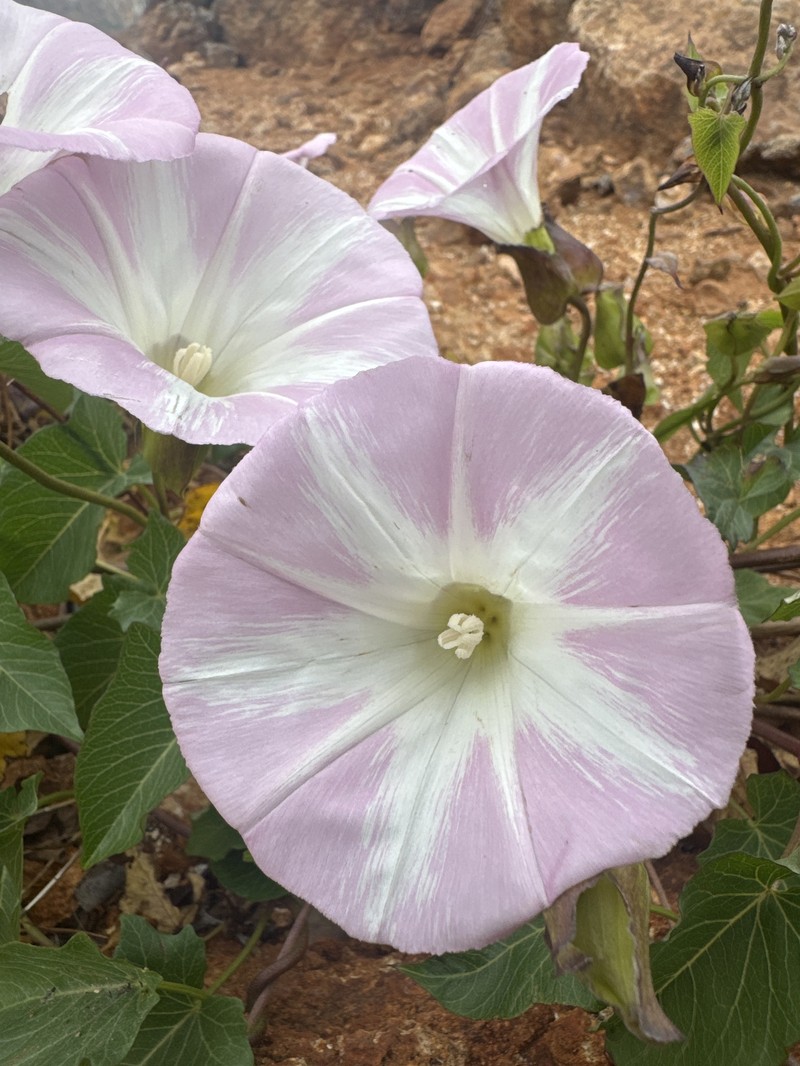 Calystegia macrostegia subsp. macrostegia photo 2