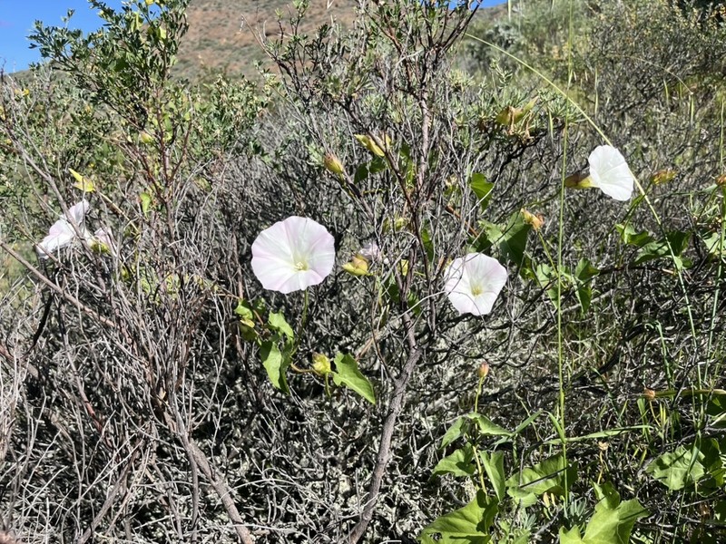 Calystegia macrostegia subsp. macrostegia photo 3