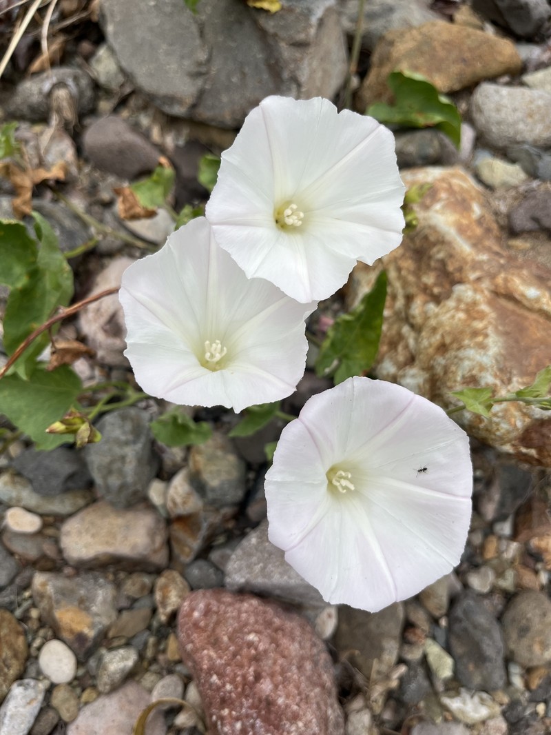 Calystegia macrostegia subsp. macrostegia photo 4