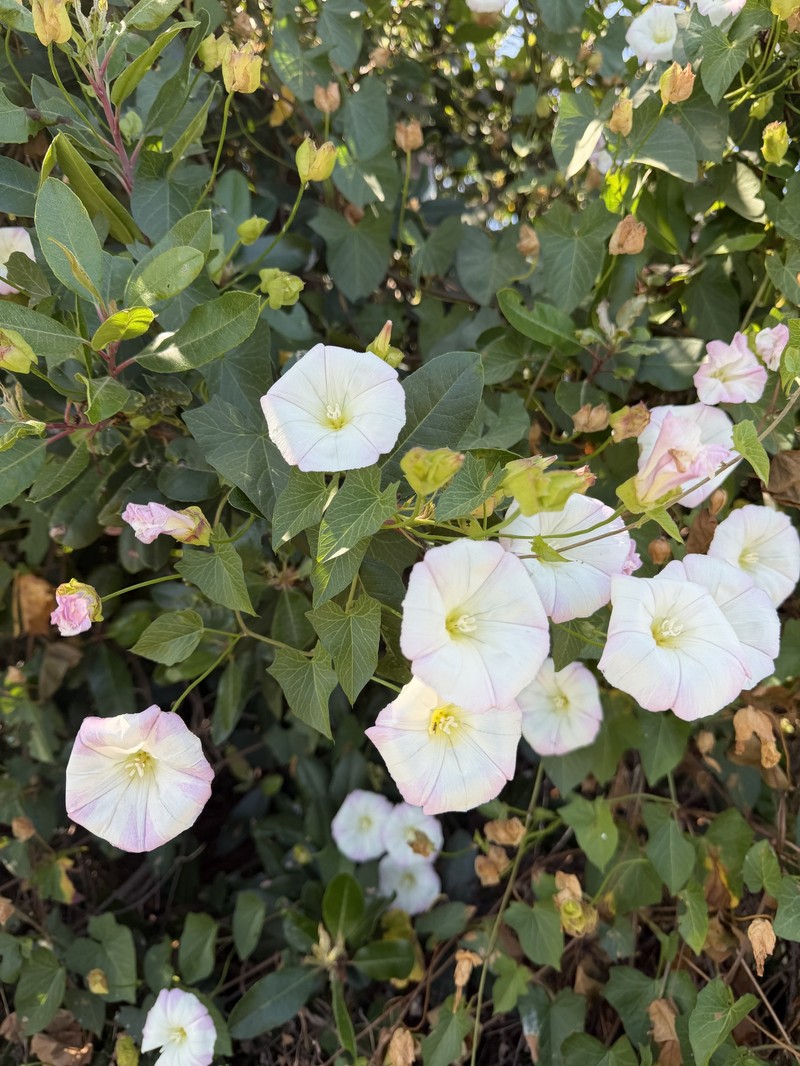 Calystegia macrostegia subsp. macrostegia photo 6