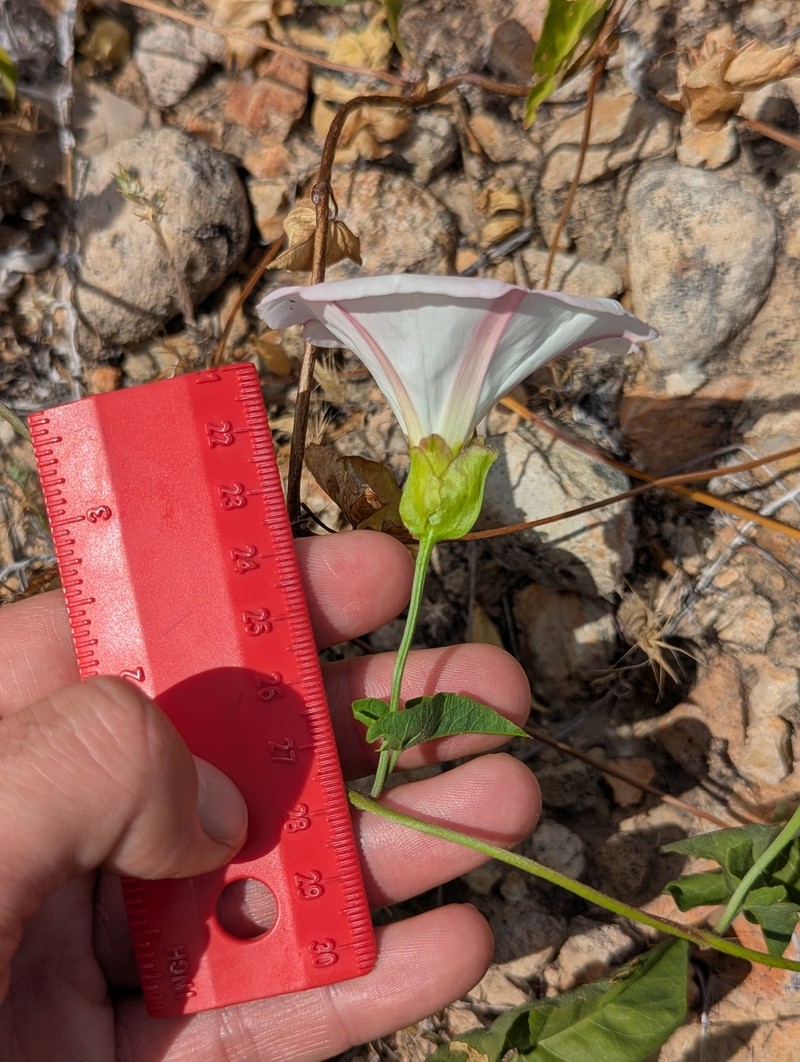 Calystegia macrostegia subsp. macrostegia photo 8