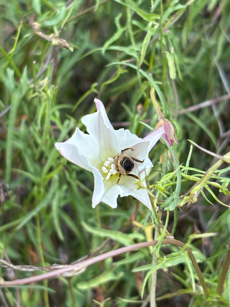 Calystegia macrostegia subsp. tenuifolia