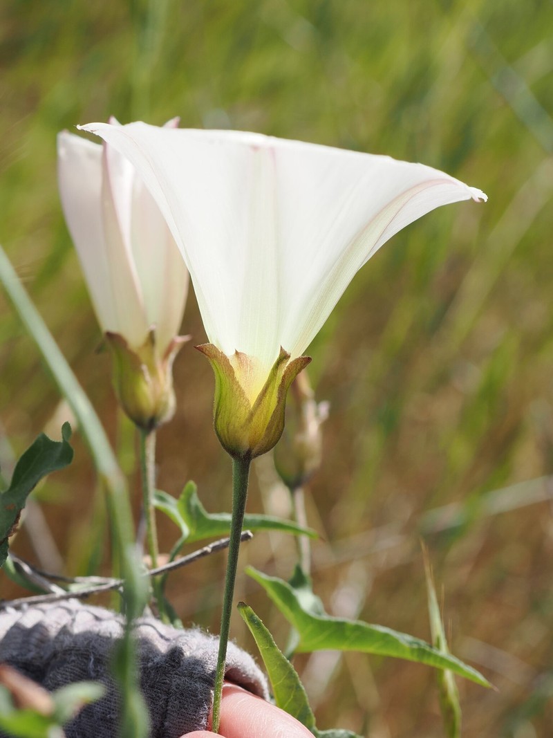 Calystegia macrostegia subsp. tenuifolia photo 2