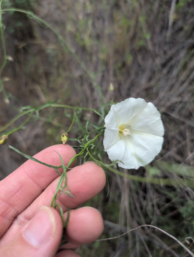 Calystegia macrostegia subsp. tenuifolia photo 3