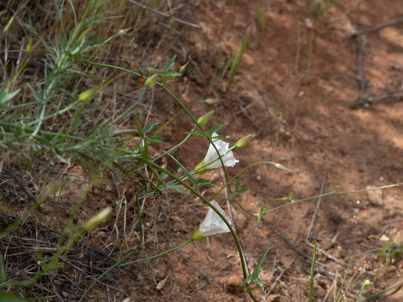 Calystegia macrostegia subsp. tenuifolia photo 4
