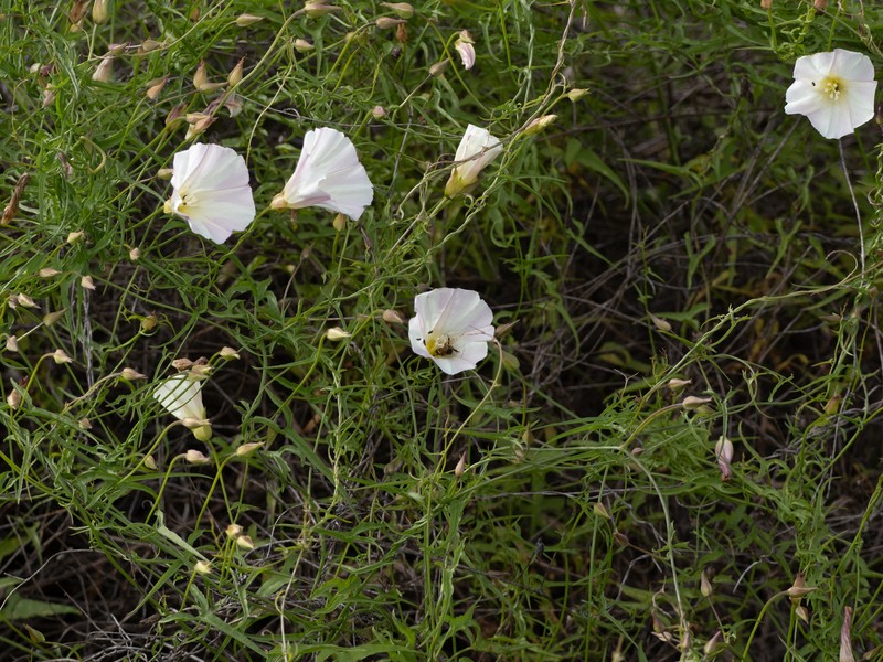 Calystegia macrostegia subsp. tenuifolia photo 5