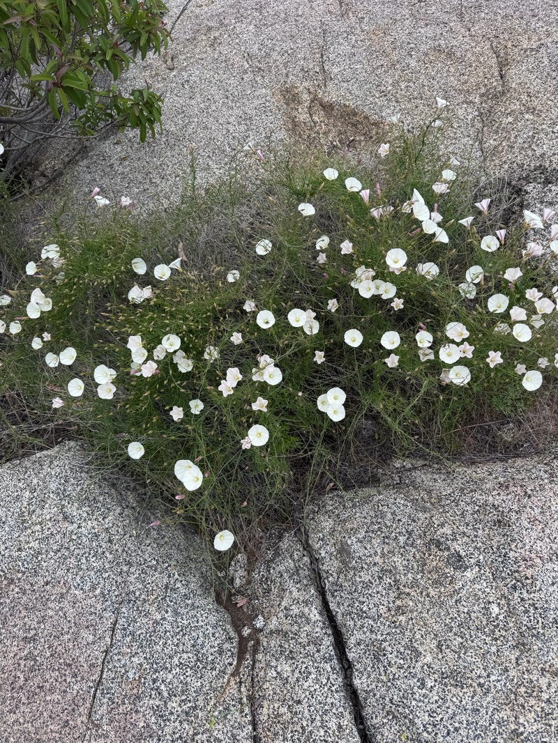 Calystegia macrostegia subsp. tenuifolia photo 7