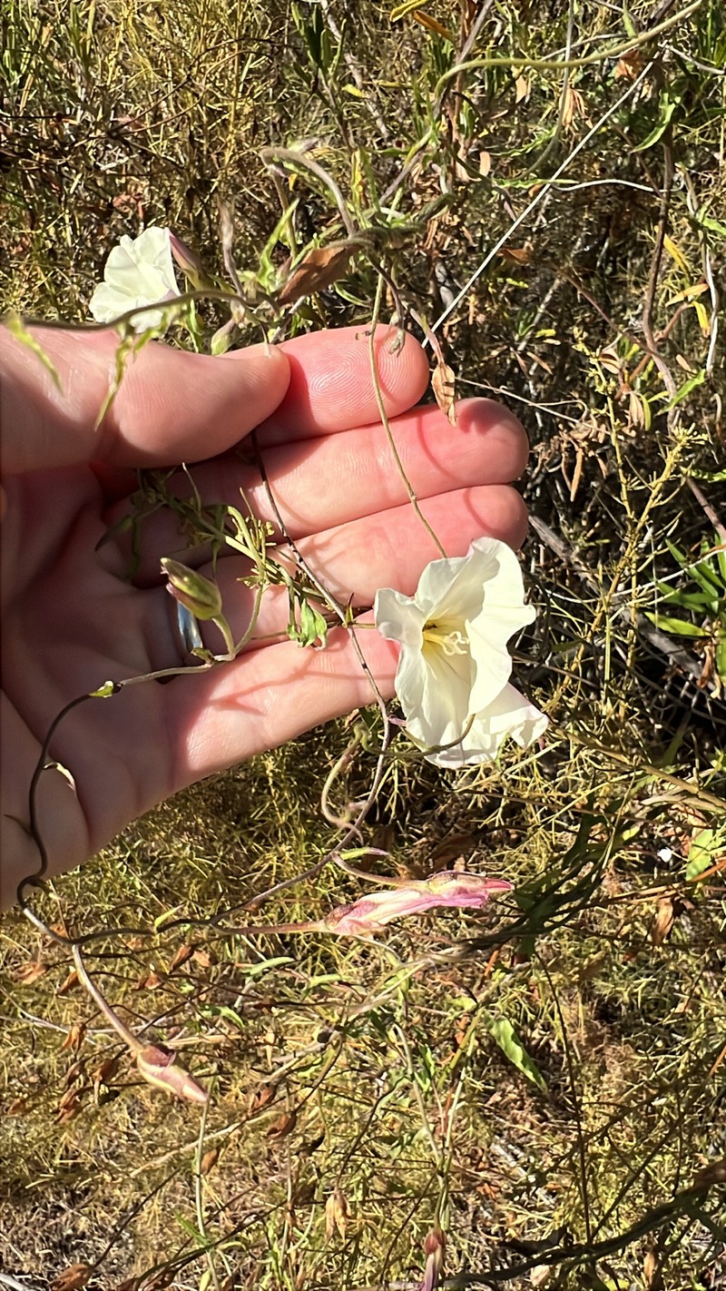 Calystegia macrostegia subsp. tenuifolia photo 8