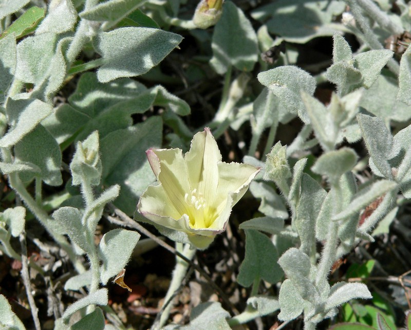 Sierra False Bindweed