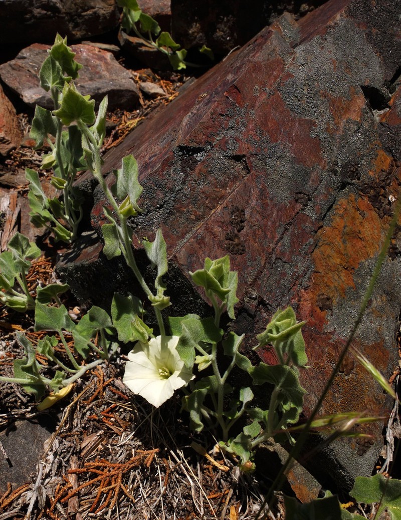 Sierra False Bindweed photo 2