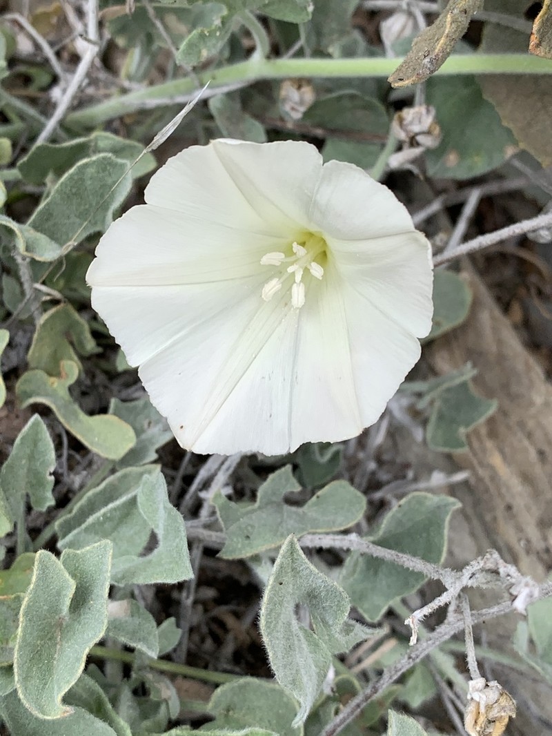 Sierra False Bindweed photo 3