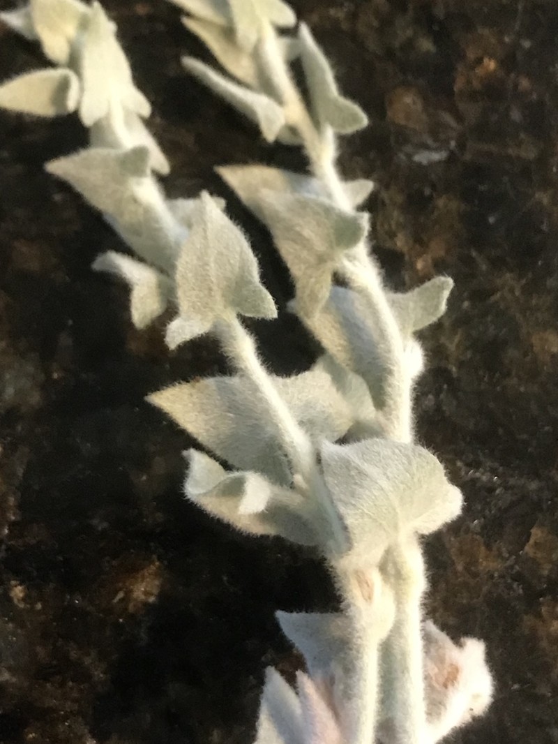 Sierra False Bindweed photo 4