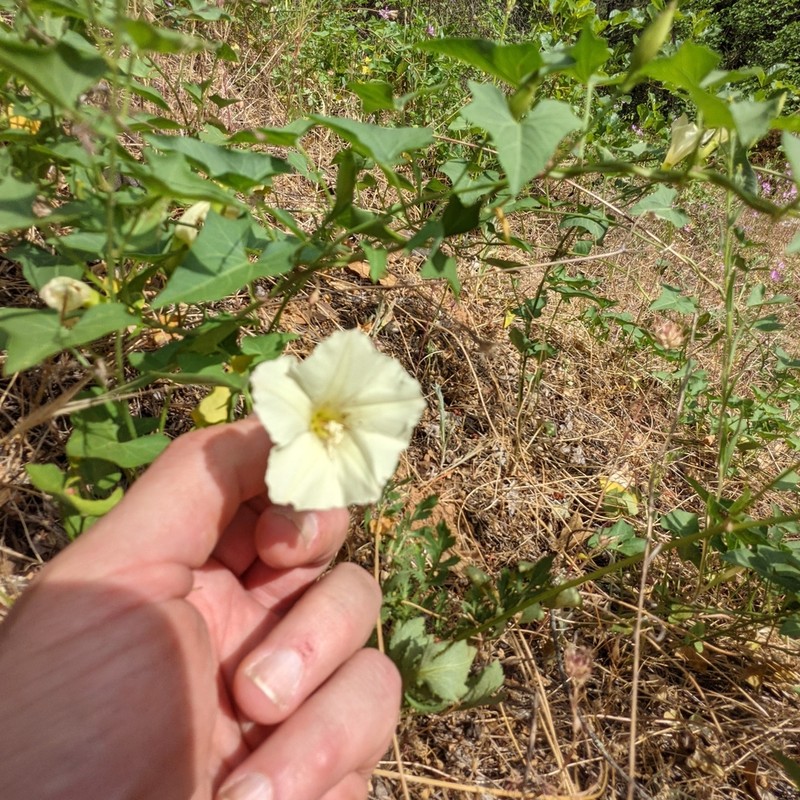 Sierra False Bindweed photo 5