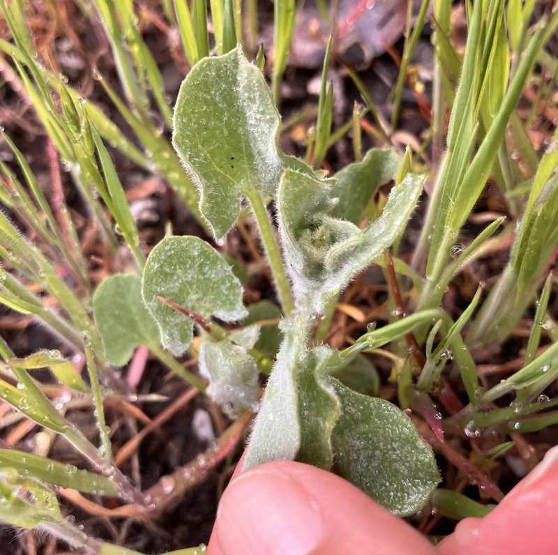 Sierra False Bindweed photo 6