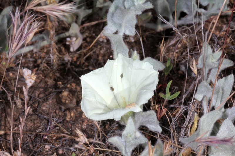 Sierra False Bindweed photo 7
