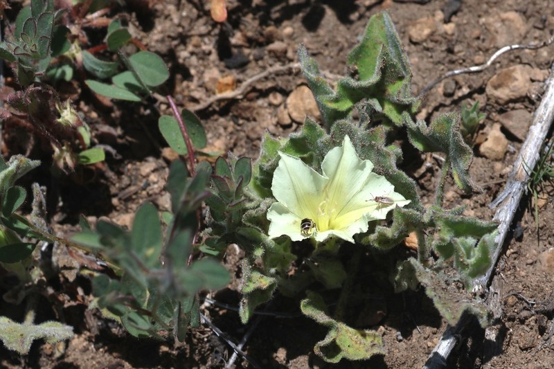 Calystegia malacophylla subsp. malacophylla photo 2