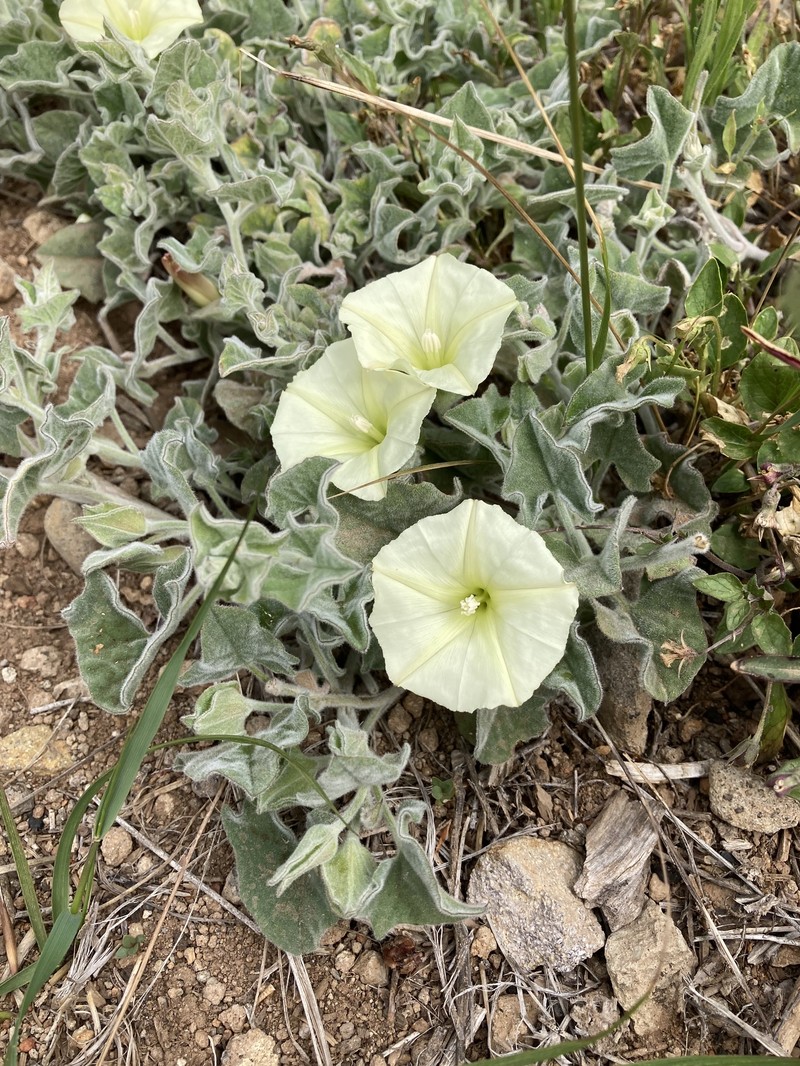 Calystegia malacophylla subsp. malacophylla photo 4