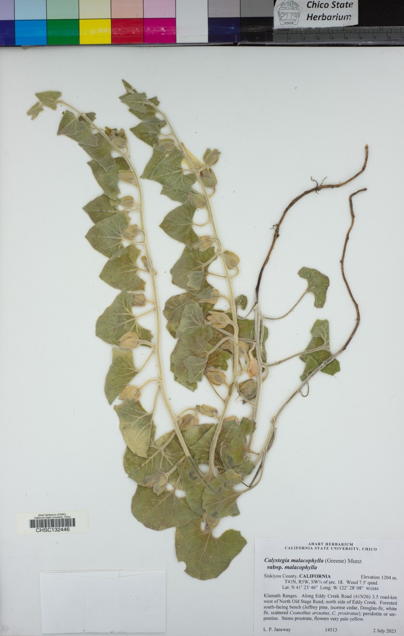 Calystegia malacophylla subsp. malacophylla photo 6