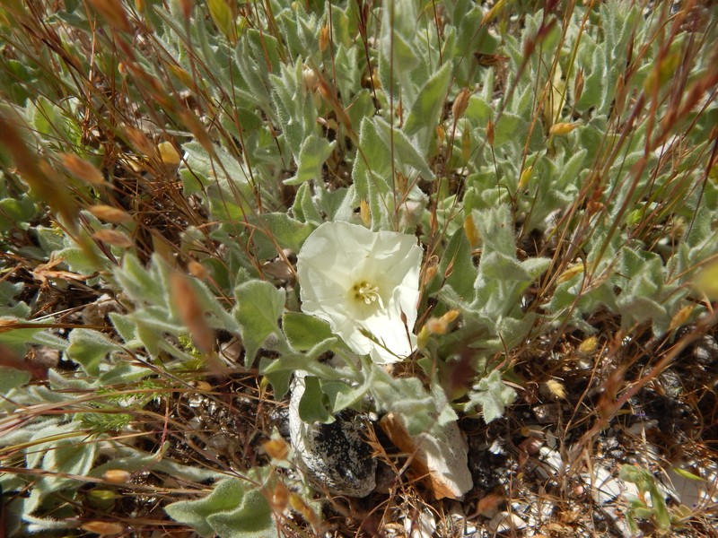 Calystegia malacophylla subsp. pedicellata photo 2