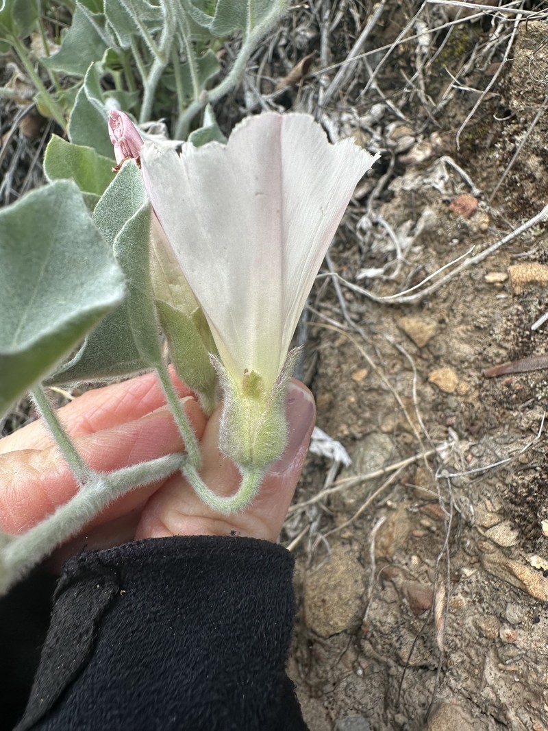 Calystegia malacophylla subsp. pedicellata photo 3