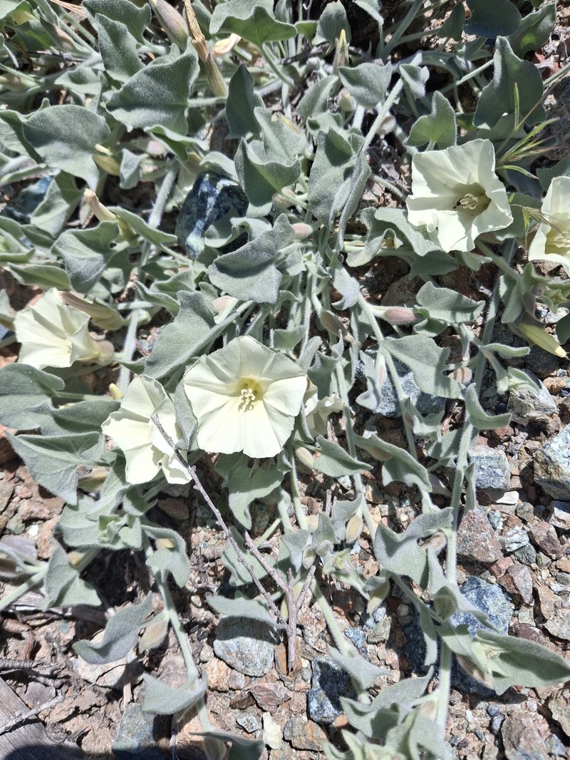Calystegia malacophylla subsp. pedicellata photo 5