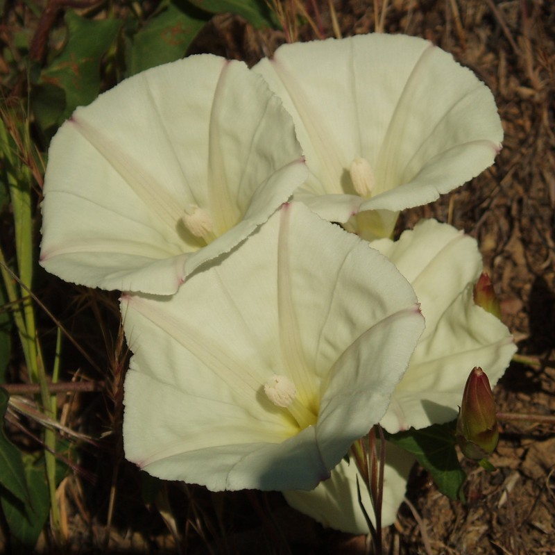 Chaparral False Bindweed