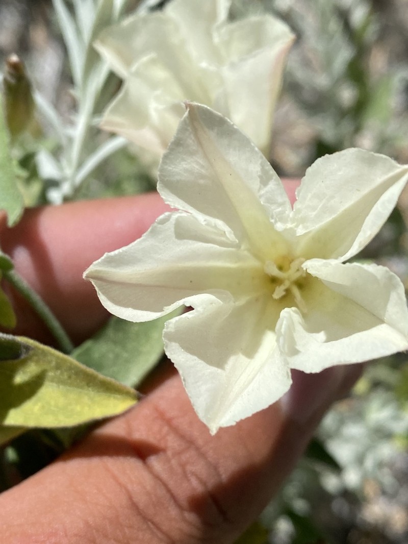 Chaparral False Bindweed photo 2