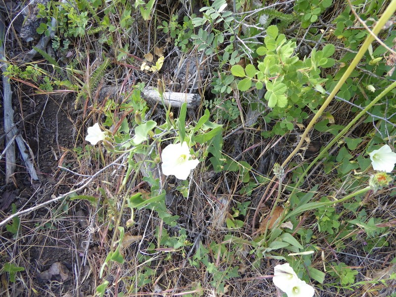 Chaparral False Bindweed photo 3