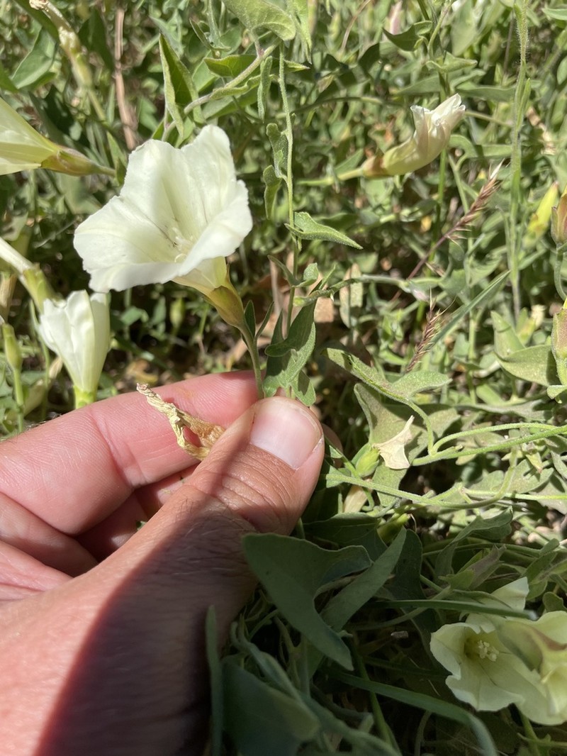 Chaparral False Bindweed photo 4