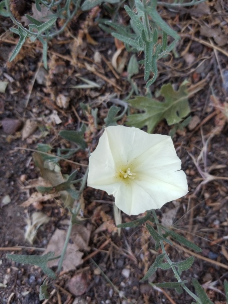 Chaparral False Bindweed photo 5