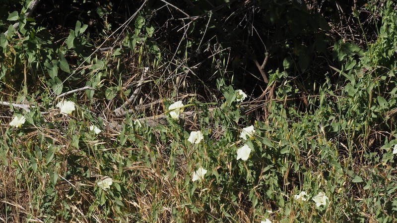 Chaparral False Bindweed photo 6