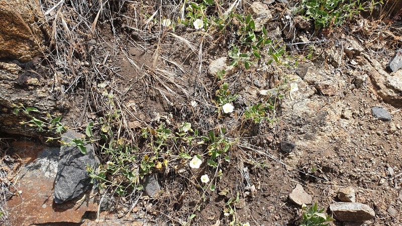 Chaparral False Bindweed photo 7