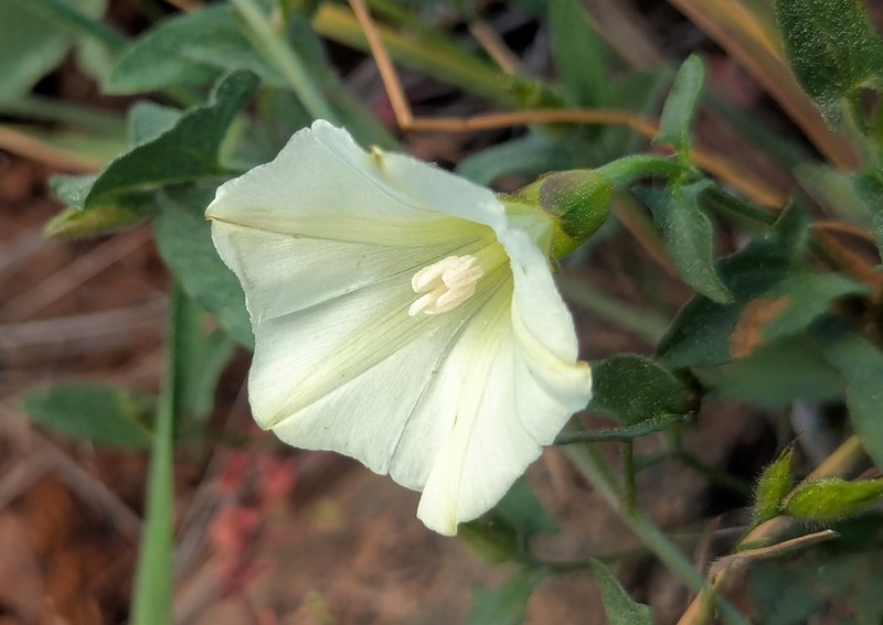 Calystegia occidentalis subsp. fulcrata