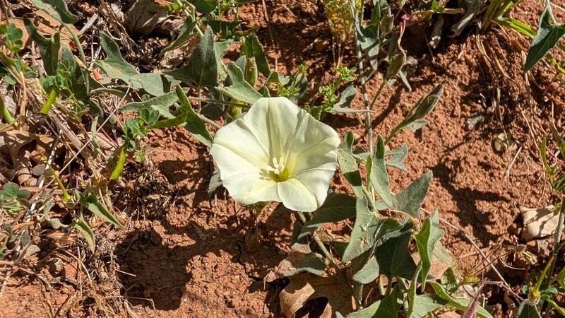 Calystegia occidentalis subsp. fulcrata photo 2