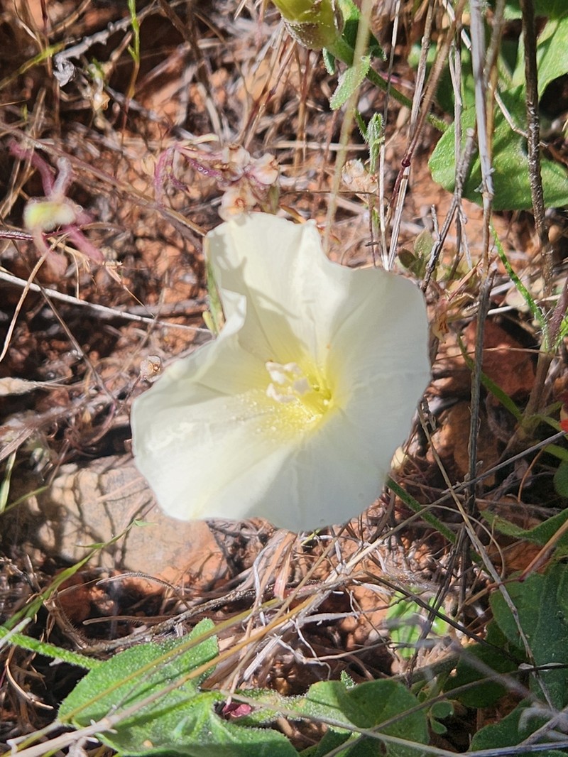 Calystegia occidentalis subsp. fulcrata photo 4