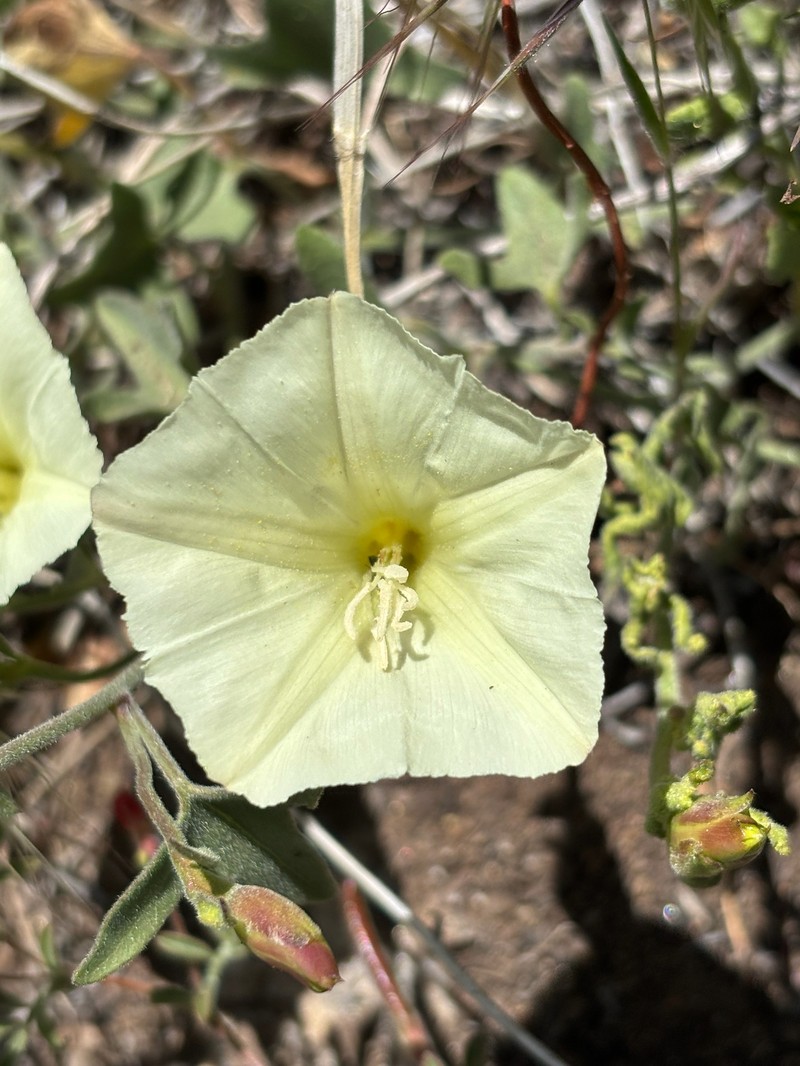 Calystegia occidentalis subsp. fulcrata photo 5