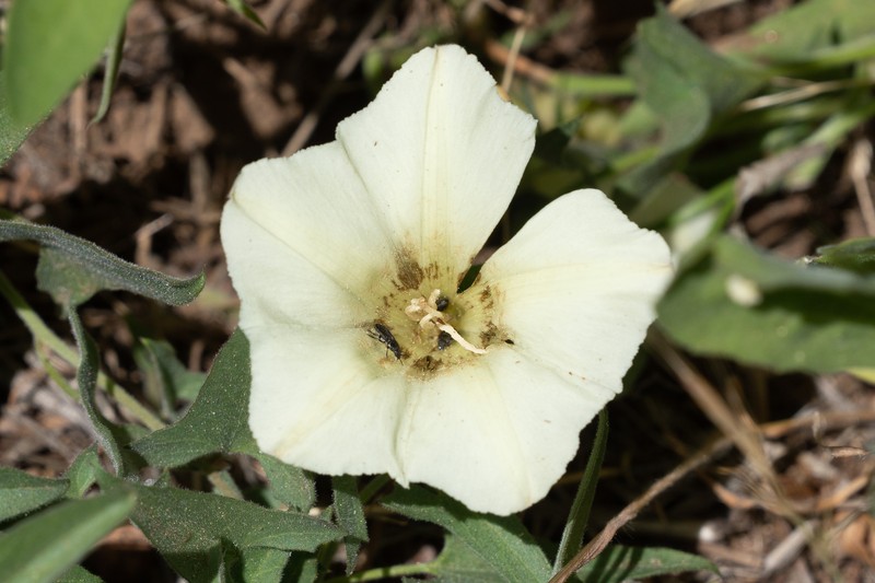 Calystegia occidentalis subsp. fulcrata photo 6
