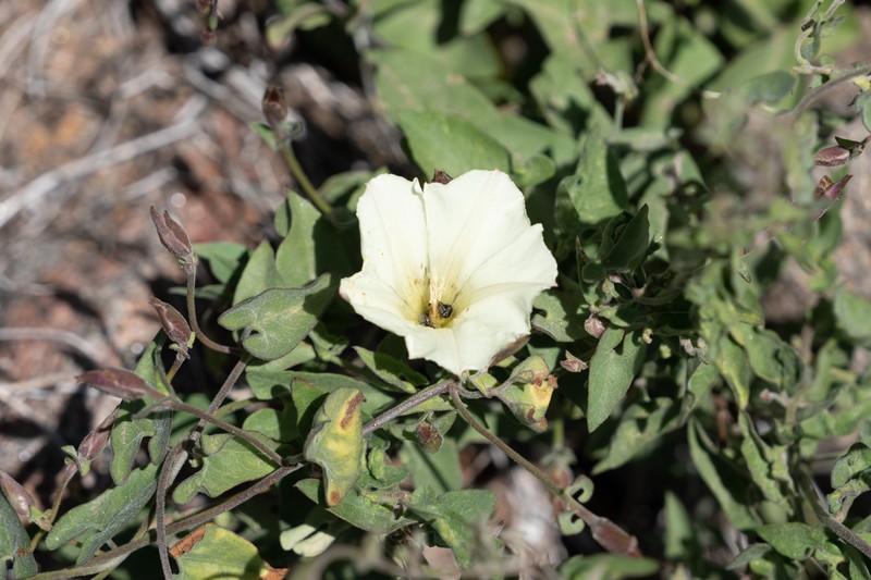 Calystegia occidentalis subsp. fulcrata photo 7