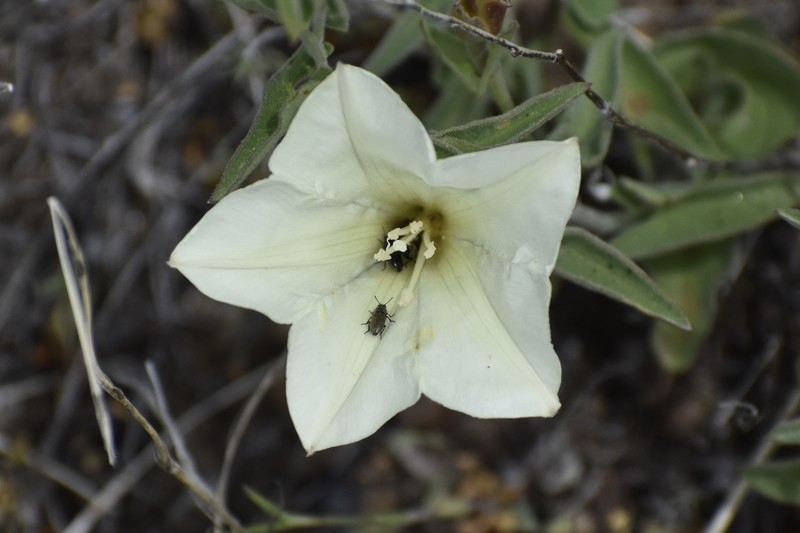 Calystegia occidentalis subsp. fulcrata photo 8