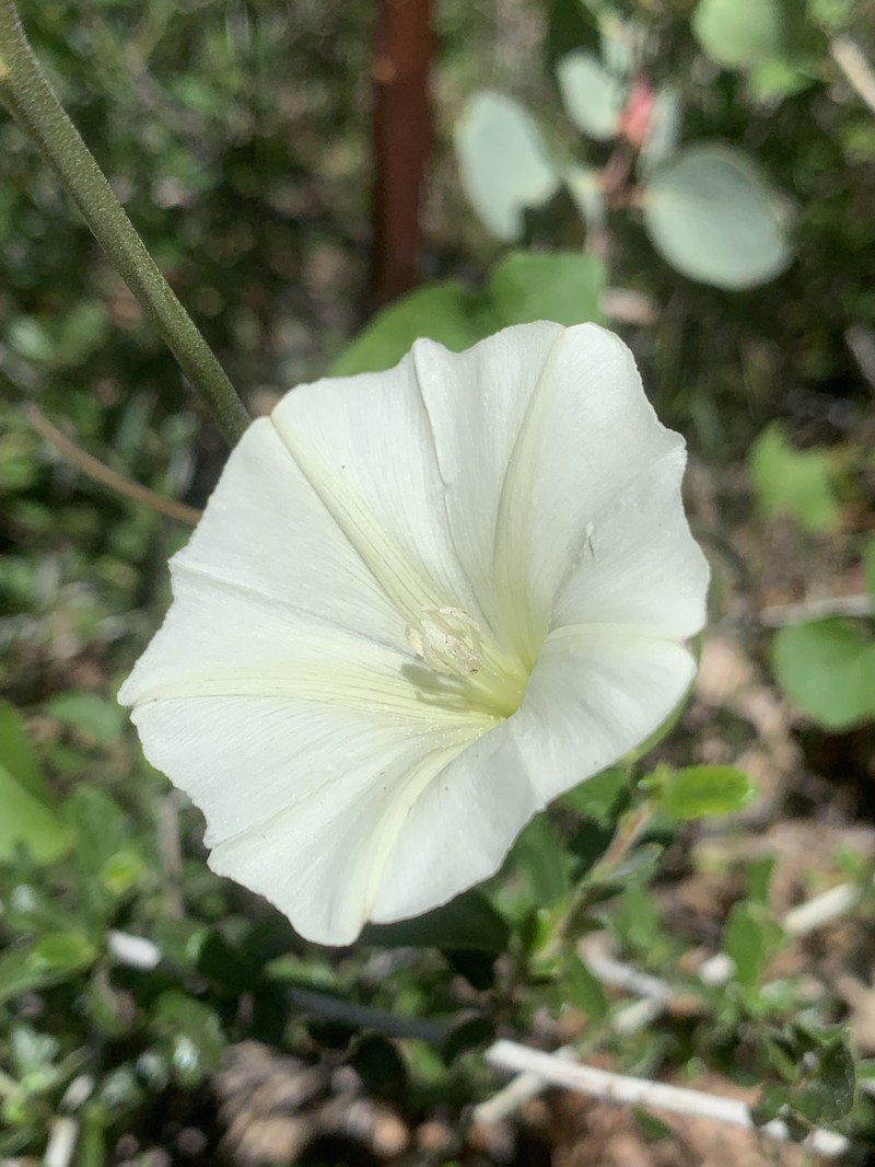 Calystegia occidentalis subsp. occidentalis