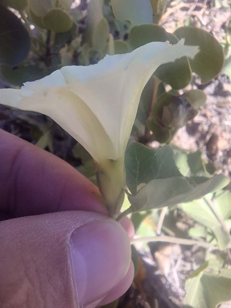 Calystegia occidentalis subsp. occidentalis photo 2