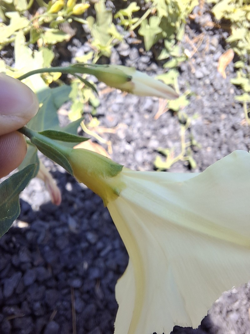 Calystegia occidentalis subsp. occidentalis photo 3