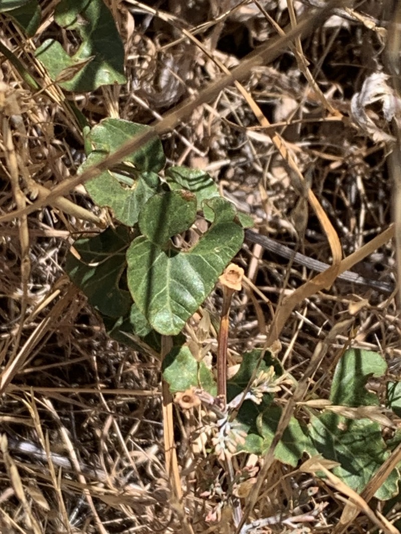 Calystegia occidentalis subsp. occidentalis photo 4