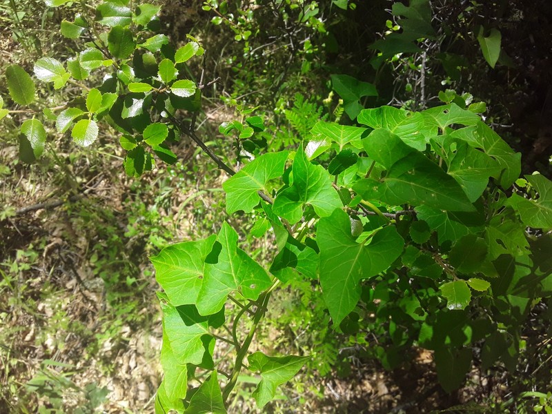 Calystegia occidentalis subsp. occidentalis photo 5