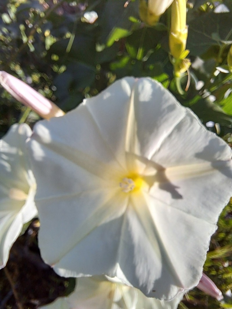 Calystegia occidentalis subsp. occidentalis photo 7