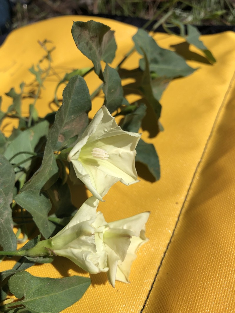 Calystegia occidentalis subsp. occidentalis photo 8