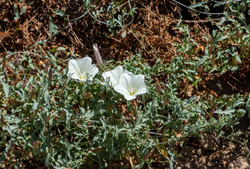 Peirson's False Bindweed photo 2