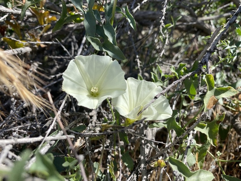 Peirson's False Bindweed photo 3